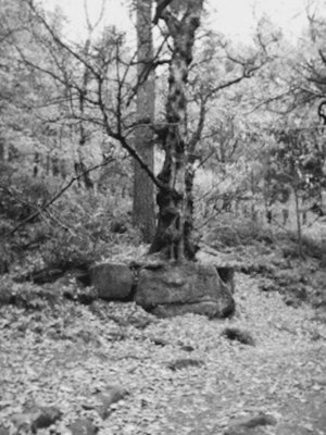 cover image of Squirrel Hunter